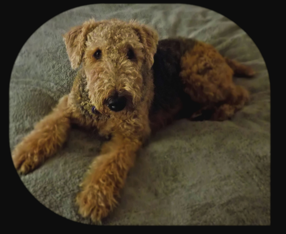 Airedale lying on bd